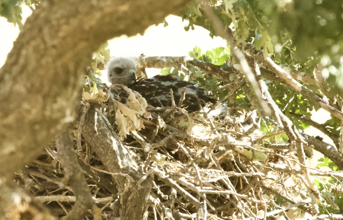Hawk Chick in nest